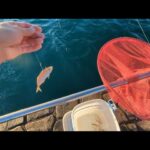 最近浜名湖（尺超え鯵）が釣れるらしく…【浜名湖釣り】🎣