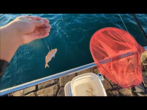 最近浜名湖（尺超え鯵）が釣れるらしく…【浜名湖釣り】🎣