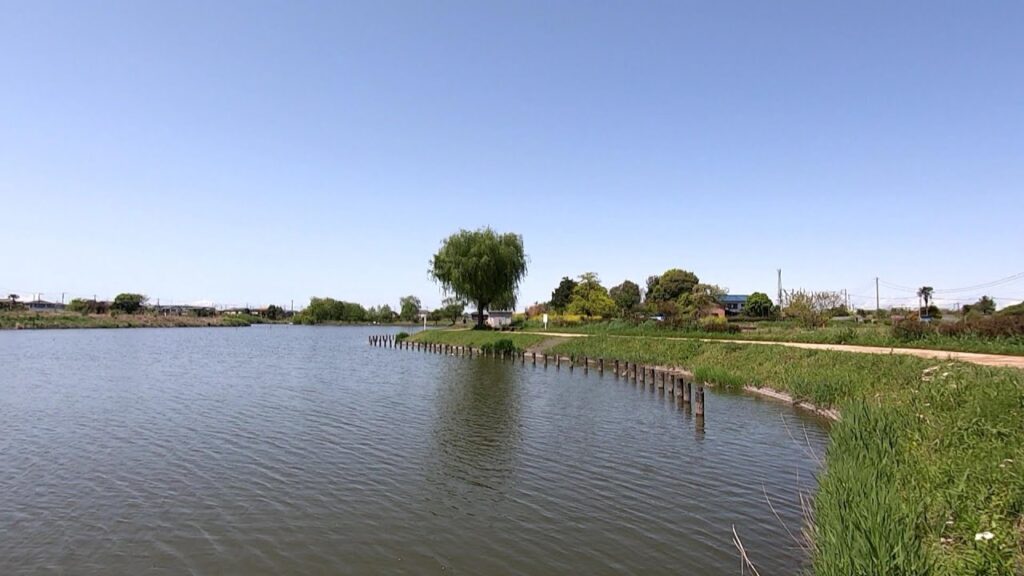 山ノ神沼で小物釣り  蓮田市山ノ神沼