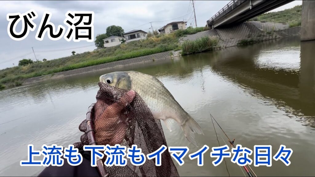 びん沼へらぶな釣り！上流も下流もイマイチな日々！底も釣れるし上も釣れるしまばらだなぁ〜