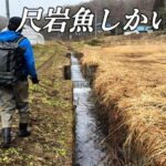 この小さな用水路は尺イワナしか釣れない‼️