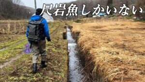 この小さな用水路は尺イワナしか釣れない‼️