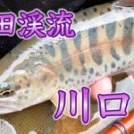 【秋田渓流釣り】初提灯毛鉤！秋田県川口川を釣査！