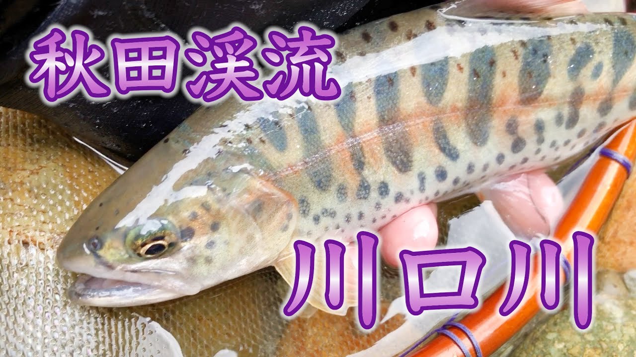 【秋田渓流釣り】初提灯毛鉤!秋田県川口川を釣査!