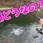 【検証】解禁直後の人気管理釣り場は釣れるのか？平谷湖フィッシングエリアで試してみた。長野県エリアトラウト