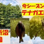 今シーズン最後？のテナガエビ釣り＠別所沼公園