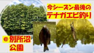 今シーズン最後?のテナガエビ釣り@別所沼公園
