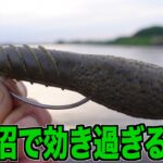 【バス釣り】豚バスを攻略せよ！デプス「カバースキャット」牛久沼で再び炸裂！ #バス釣り