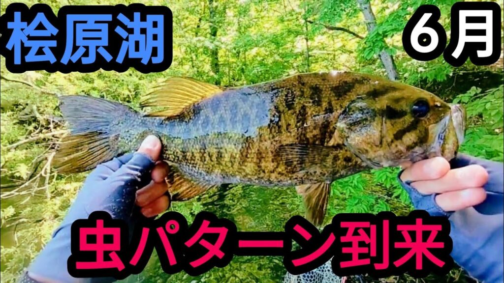 【桧原湖バス釣り】ようやく虫の時期が来ました。【６月】【春蝉】