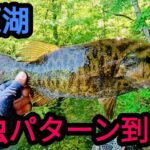 【桧原湖バス釣り】ようやく虫の時期が来ました。【６月】【春蝉】