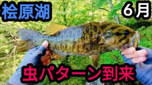 【桧原湖バス釣り】ようやく虫の時期が来ました。【６月】【春蝉】