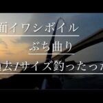 【浜名湖】海釣り公園 イワシ ボイル ギラギラ 泳がせ サビキ ぶち曲り 過去1の大きさ 自己記録更新 デカい