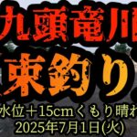 【束釣り】100匹達成！　九頭竜鮎の神様に「20cmを20匹釣らせて下さい。」とお願いしたら？　2025年7月1日