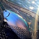 2021年支笏湖6日連続遠征釣り３　グリーンバック