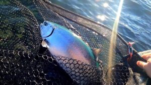 2021年支笏湖6日連続遠征釣り３　グリーンバック