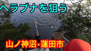 ヘラブナを狙う【山ノ神沼】2024.5.11