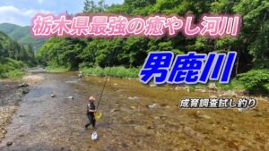 【2025鮎釣り】栃木県最強の癒やし河川 男鹿川 育成調査試し釣り