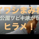 【浜名湖】海釣り公園 サビキ 泳がせ ヒラメ イワシまみれ 2025 夏      ぶっこみ 釣り