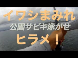 【浜名湖】海釣り公園 サビキ 泳がせ ヒラメ イワシまみれ 2025 夏      ぶっこみ 釣り