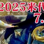 米代川で鮎釣り 2025 7.12  鹿角八幡平花輪エリア