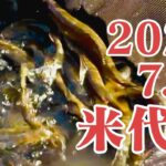 米代川で鮎釣り 2025 7.20  十二所大滝エリア