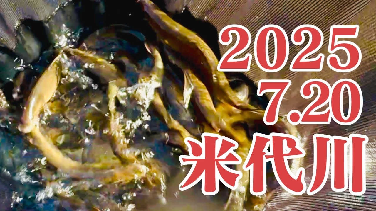米代川で鮎釣り 2025 7.20 十二所大滝エリア