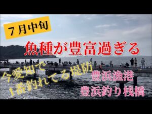 魚も釣り人も満員御礼な豊浜漁港で釣り🎣2025.07.13