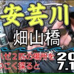 アユの友釣り 安芸川(高知県) 畑山橋 2025.7.12am