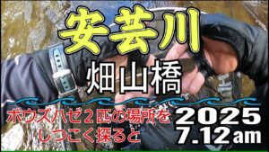 アユの友釣り 安芸川(高知県) 畑山橋 2025.7.12am