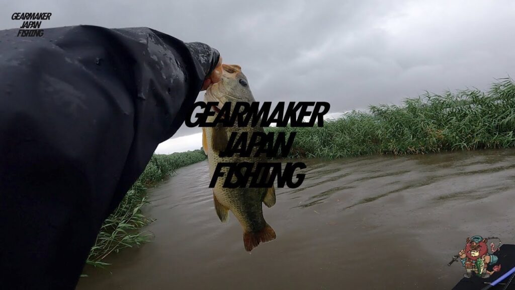 【多々良沼】バス釣り 2025年6月中旬〜下旬  #マックスセント #アダルトバニー