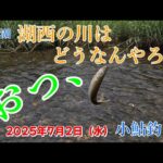 【2025/7/2】びわ湖 湖西の川で小鮎釣りしてきました。【知内川】【石田川】