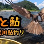 【鳶と鮎】九頭竜川鮎釣り　2025年7月22日(火)