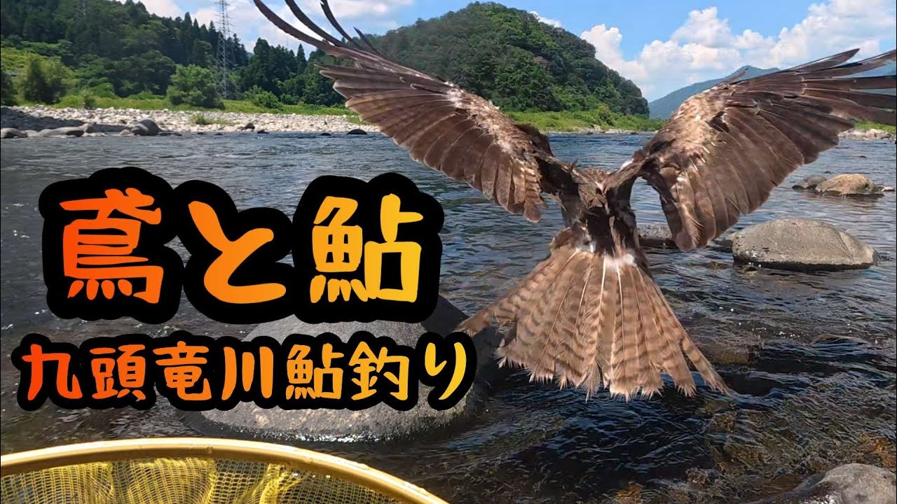 【鳶と鮎】九頭竜川鮎釣り　2025年7月22日(火)