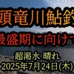 【九頭竜川鮎釣り】最盛期に向けて　2025年7月24日(木)