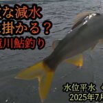 急激な減水　良型は掛かる？　九頭竜川鮎釣り　2025年7月3日