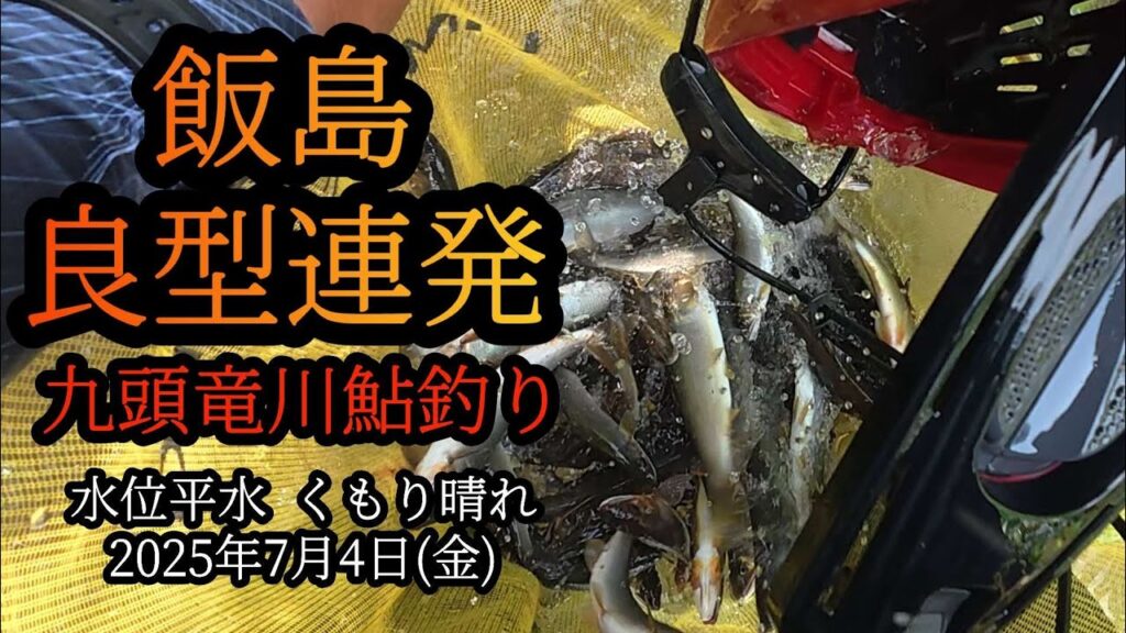 【飯島】良型連発！　九頭竜川の鮎釣り　2025年7月4日