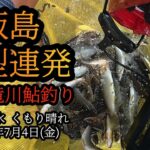 【飯島】良型連発！　九頭竜川の鮎釣り　2025年7月4日