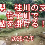 山梨、桂川の支流　笹子川で鮎釣り　2025/7/5