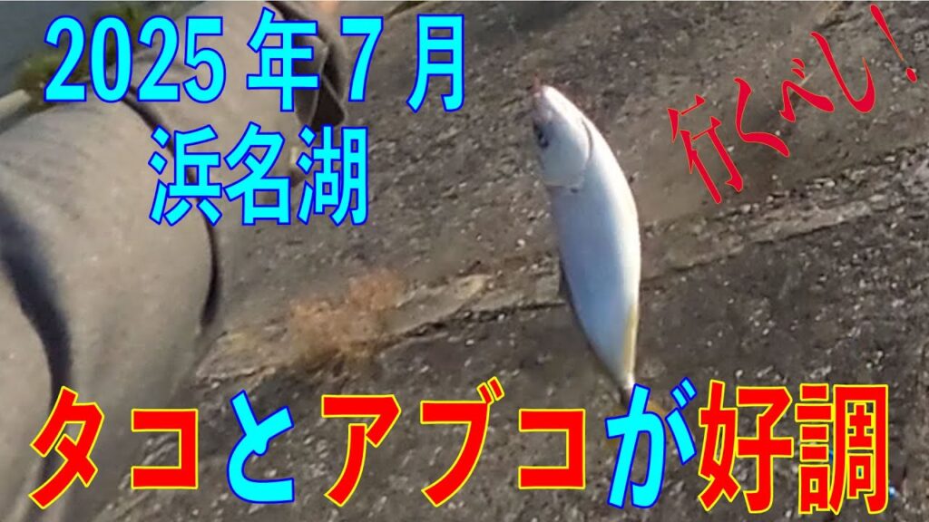 2025年7月9日と11日　網干場と海釣り公園です　タコ釣れました。蛸はかなり好調らしいです。アブコも釣れはじめました。