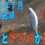 2025年7月9日と11日　網干場と海釣り公園です　タコ釣れました。蛸はかなり好調らしいです。アブコも釣れはじめました。