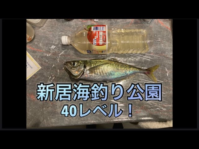 【浜名湖】海釣り公園 尺 アジ 40レベル 昼間に 釣る サビキ 尺オーバー