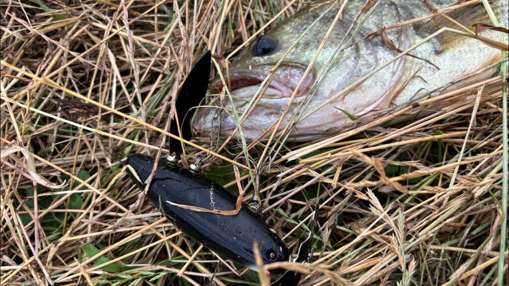 【柴山沼水路】40up10連発【バス釣り】