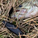 【柴山沼水路】40up10連発【バス釣り】