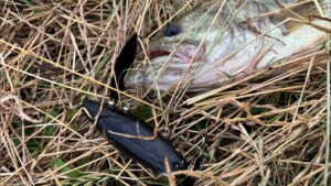 【柴山沼水路】40up10連発【バス釣り】