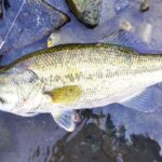 バス釣り❤️7月の丹沢湖 オカッパリ❤️爆風トップウォーター