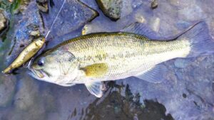 バス釣り❤️7月の丹沢湖 オカッパリ❤️爆風トップウォーター