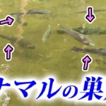 70cm超えの高級ブランド鱒がゴロゴロいる管理釣り場がヤバすぎた！【エリアトラウト】