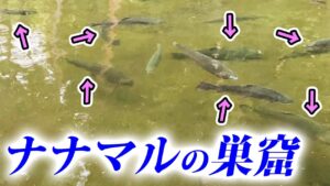 70cm超えの高級ブランド鱒がゴロゴロいる管理釣り場がヤバすぎた!【エリアトラウト】