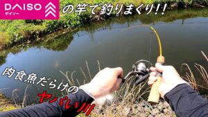 肉食魚で溢れた川！！DAISOの竿で釣りまくる！！！