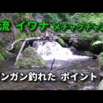 イワナの数がメチャクチャ濃い・釣り場までの道のりが険しい / フライフィッシング　FlyFishing